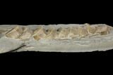 Plate Of Fossil Ichthyosaur Vertebrae - Germany #150174-1